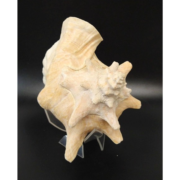 Large Natural Conch Florida Fighting Queen Shell 8" x 6" Over 2 Pounds - Picture 5 of 5